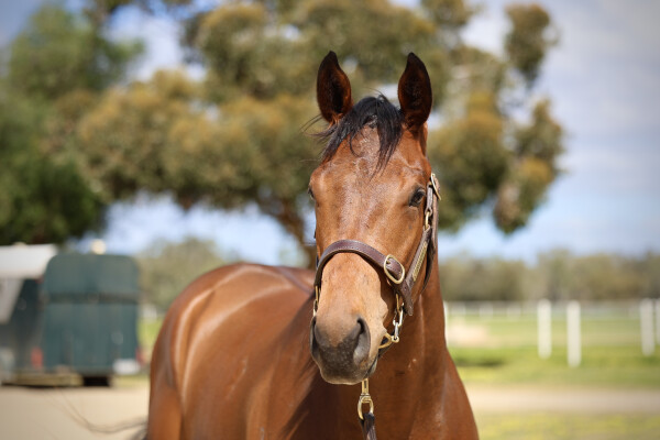 Lot 5: Royal Meeting (IRE) / Ejaytee