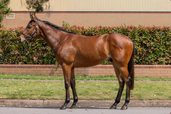 Lot 88: Aclaim (IRE) / Opelousas (NZ)