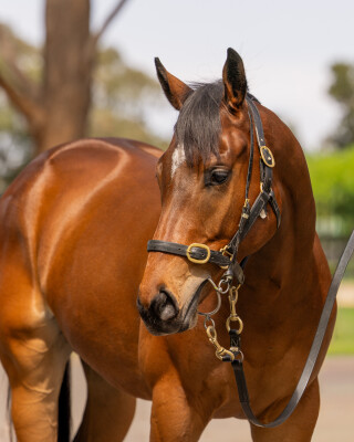 Lot 88: Aclaim (IRE) / Opelousas (NZ)