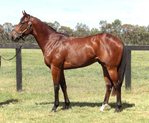 Lot 2: Exceed and Excel / East Asia (NZ)