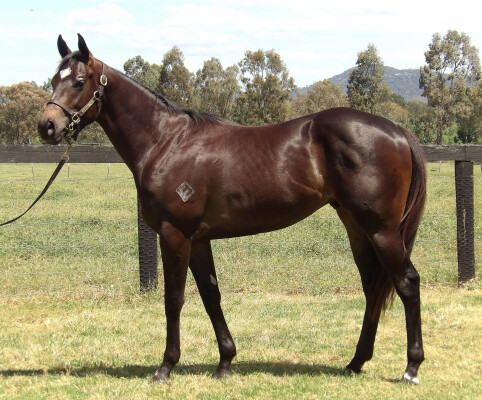 Lot 81: Zoustar / Nariko