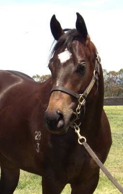 Lot 81: Zoustar / Nariko