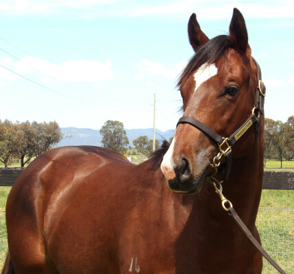 Lot 134: Bivouac / So You Assume