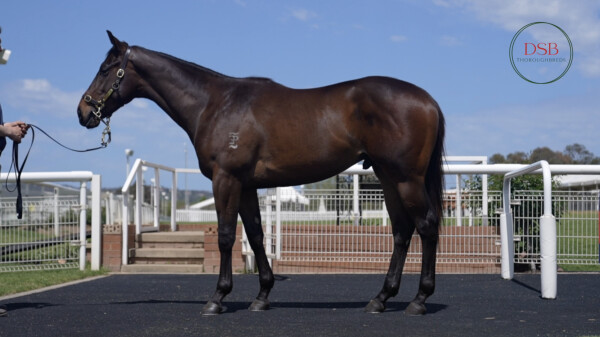 Lot 126: Pinatubo (IRE) / Shalfah