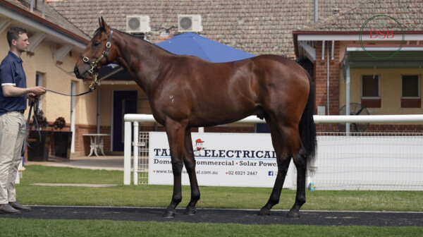 Lot 154: All Too Hard / Unplayable (NZ)