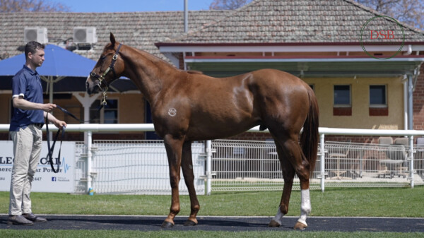 Lot 168: Hanseatic / Zanibar (FR)