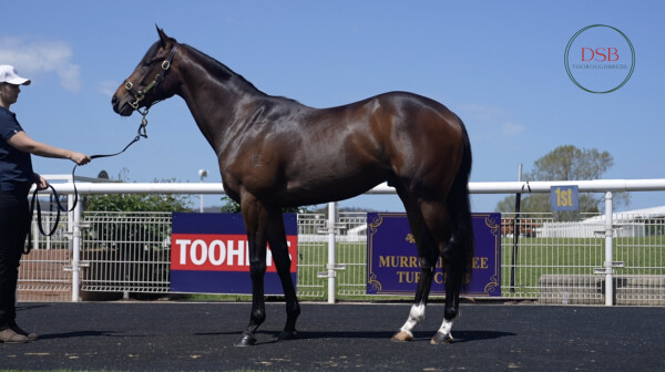 Lot 211: Hellbent / Danesiri