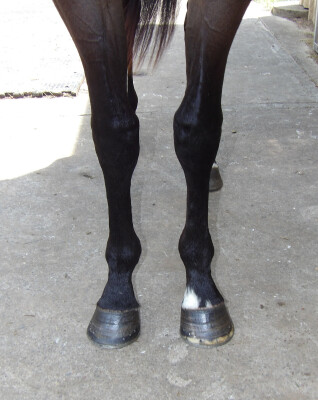 Lot 81: Zoustar / Nariko