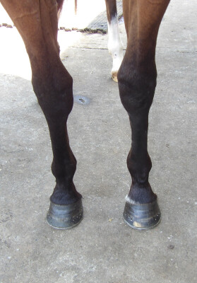 Lot 134: Bivouac / So You Assume