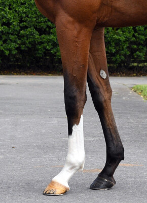 Lot 149: Churchill (IRE) / Tsarina