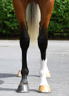 Lot 149: Churchill (IRE) / Tsarina