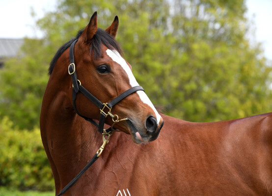 Lot 149: Churchill (IRE) / Tsarina