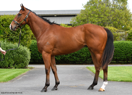 Lot 184: Blue Point (IRE) / Arrow in the Sand (NZ)