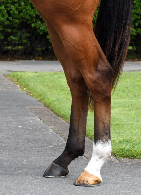 Lot 184: Blue Point (IRE) / Arrow in the Sand (NZ)