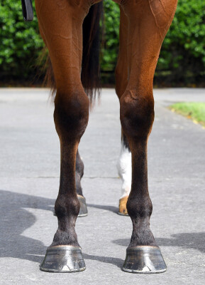 Lot 184: Blue Point (IRE) / Arrow in the Sand (NZ)