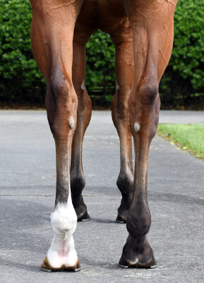 Lot 184: Blue Point (IRE) / Arrow in the Sand (NZ)