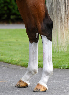 Lot 149: Churchill (IRE) / Tsarina