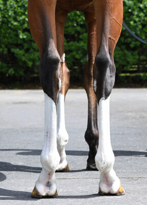 Lot 149: Churchill (IRE) / Tsarina