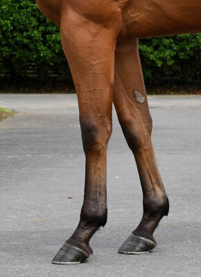 Lot 184: Blue Point (IRE) / Arrow in the Sand (NZ)