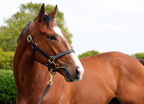 Lot 184: Blue Point (IRE) / Arrow in the Sand (NZ)