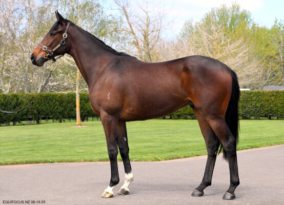 Lot 210: Wrote (IRE) / Conserves la Foi (NZ)