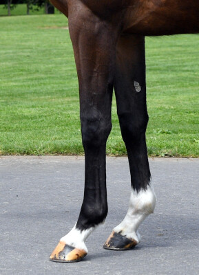 Lot 210: Wrote (IRE) / Conserves la Foi (NZ)