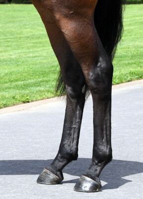 Lot 210: Wrote (IRE) / Conserves la Foi (NZ)