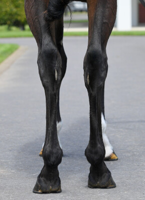 Lot 210: Wrote (IRE) / Conserves la Foi (NZ)