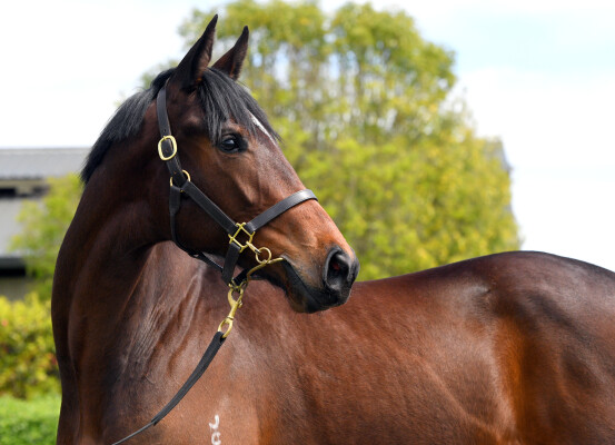 Lot 210: Wrote (IRE) / Conserves la Foi (NZ)