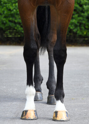 Lot 210: Wrote (IRE) / Conserves la Foi (NZ)