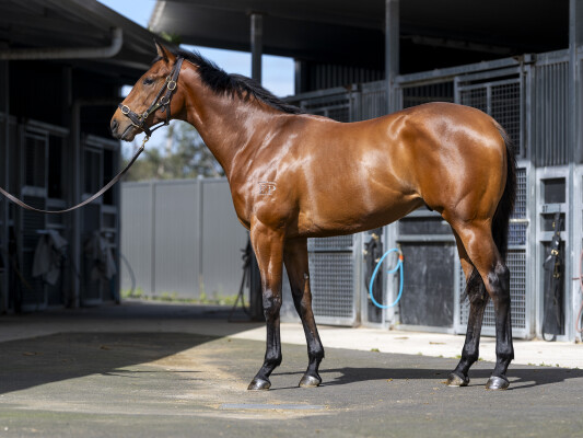 Lot 4: All Too Hard / Echo Melody