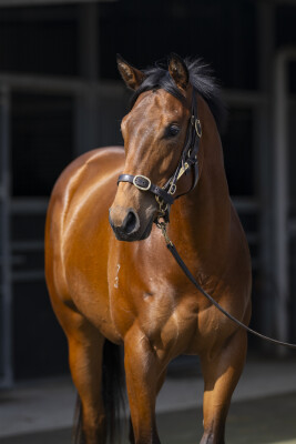 Lot 4: All Too Hard / Echo Melody