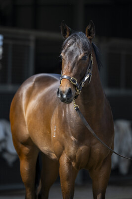 Lot 121: Rubick / Scandimania