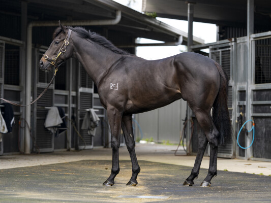 Lot 161: So You Think (NZ) / Waikato River (NZ)