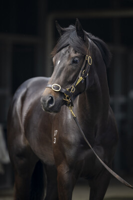 Lot 161: So You Think (NZ) / Waikato River (NZ)