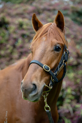 Lot 50: Written By / Kyria