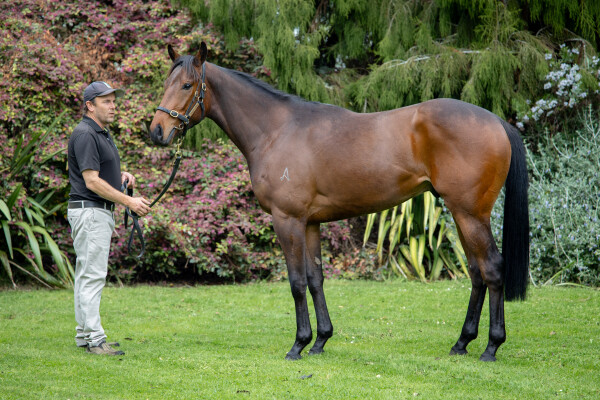 Lot 61: Portland Sky / Loyal Hero