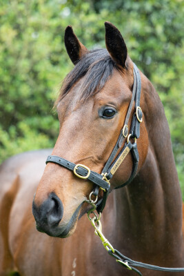 Lot 61: Portland Sky / Loyal Hero