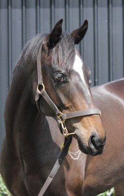 Lot 169: Palace Pier (GB) / Zilva