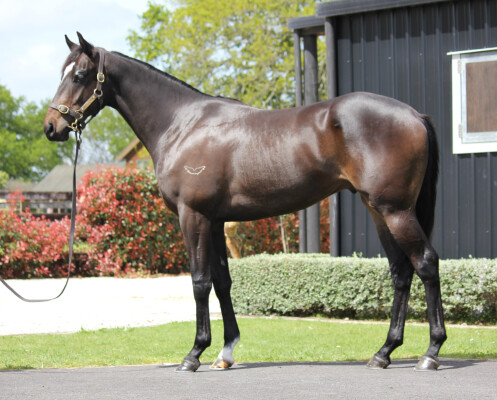 Lot 169: Palace Pier (GB) / Zilva