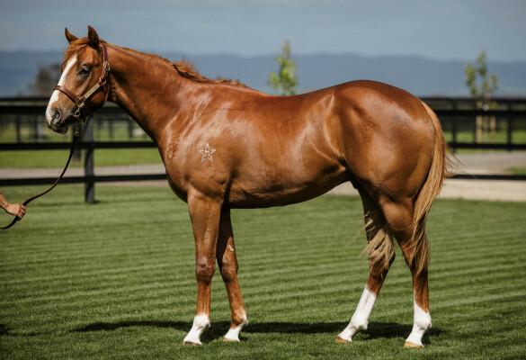 Lot 128: Exceed and Excel / Sharapova