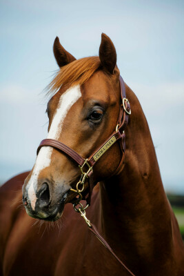 Lot 128: Exceed and Excel / Sharapova