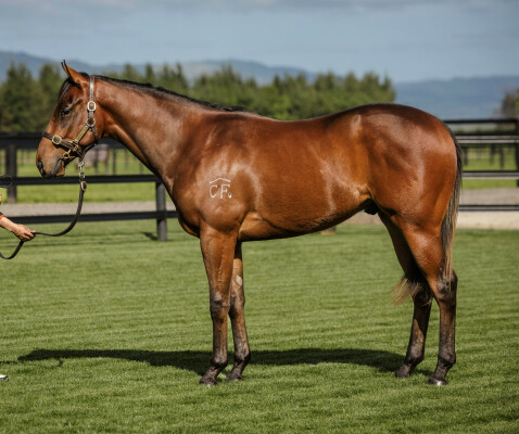 Lot 150: Farnan / Tuscan Piazza