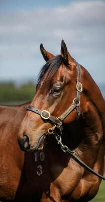 Lot 150: Farnan / Tuscan Piazza