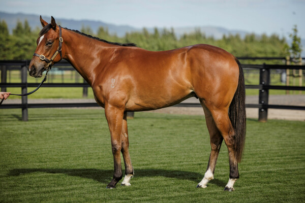 Lot 152: Bivouac / Una Fuerza (USA)