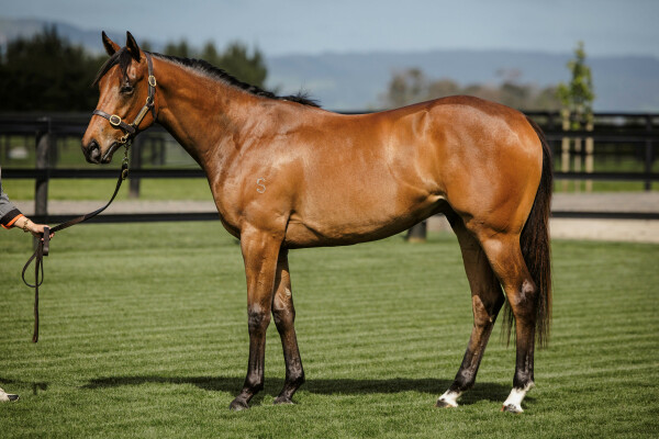 Lot 194: Shamexpress (NZ) / Blinkie (NZ)