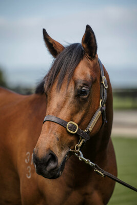 Lot 194: Shamexpress (NZ) / Blinkie (NZ)