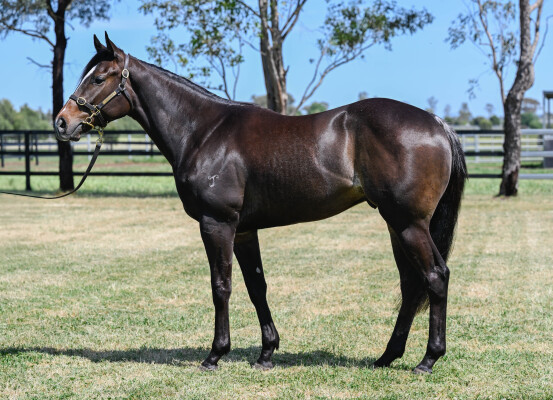 Lot 10: So You Think (NZ) / Estijmaam