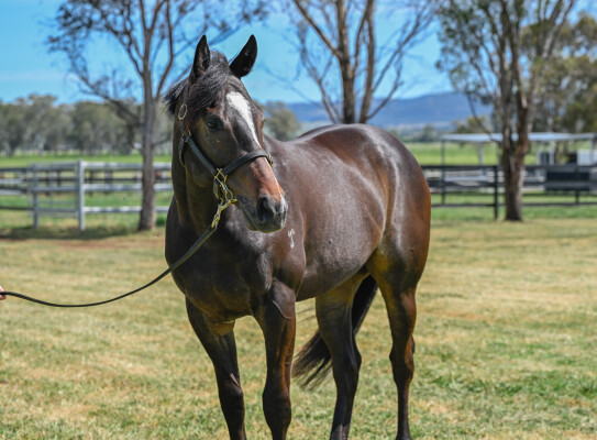 Lot 10: So You Think (NZ) / Estijmaam