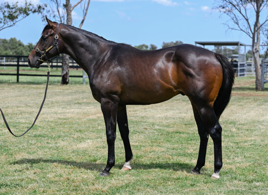 Lot 75: Nicconi / Miss Starway